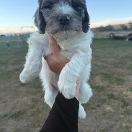 Pink - Parti female Springerdoodle puppy in Clifton, Idaho from Little Mountain Springers, Springerdoodles & Poodles