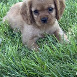 Cavalier King Charles Spaniel Puppies from Valentine Cavilers