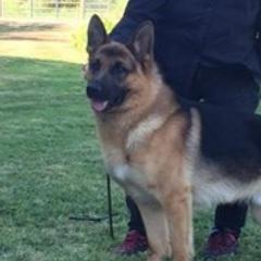 Logan - German Shepherd