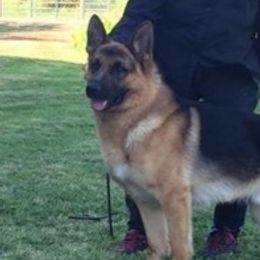 Logan - German Shepherd
