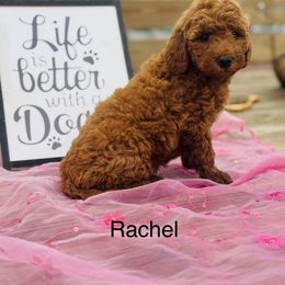 Rachel - Red  Goldendoodle puppy in Oxford, Pennsylvania from FriendlyPals