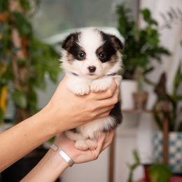 Bluey, Girl 3 - Pembroke Welsh Corgi puppy from Texas Corgis