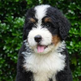 Pierre - Tri-color male Bernedoodle puppy in Folsom, Louisiana from DoodlesFarmCo