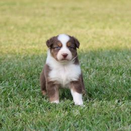 Red Tri Female 1 - Red tri-color female Australian Shepherd puppy in Northport, Alabama from Sipsey River Australian Shepherds