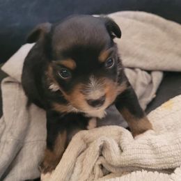 Miniature Australian Shepherd and Toy Australian Shepherd Puppies from Heritage Homestead