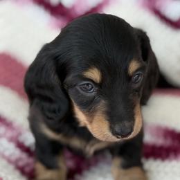 Dachshunds from S&H Teenie Weenie Dachshunds