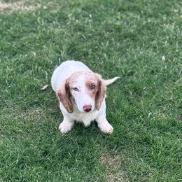 Irish - Dachshund