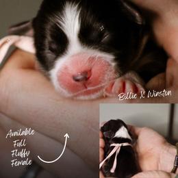 Leanna - Black and tan female Pembroke Welsh Corgi puppy in South Otselic, New York from Ridge Top Corgis