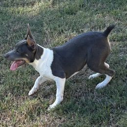 Charlie - Rat Terrier