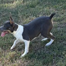 Charlie - Rat Terrier