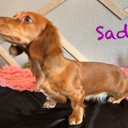 Sadie Mae - Dachshund