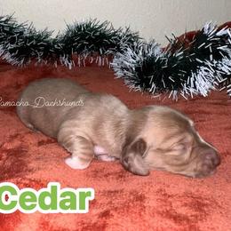 Cedar - Dapple male Dachshund puppy in Huntington, Texas from Camacho_Dachshunds