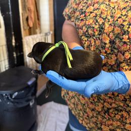 Green Collar - Black and white male Greyhound puppy in Mesa, Arizona from ARK Greyhound Kennel LLC