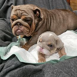 Bulldog, Doberman Pinscher, and French Bulldog Puppies from Snapp Valley Bulldogs