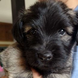 Purple Collar - Fawn Skye Terrier puppy in Center City, Minnesota from Falkor Skye Terriers