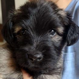 Purple Collar - Fawn Skye Terrier puppy in Center City, Minnesota from Falkor Skye Terriers