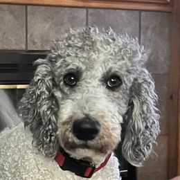 Bandit - Goldendoodle