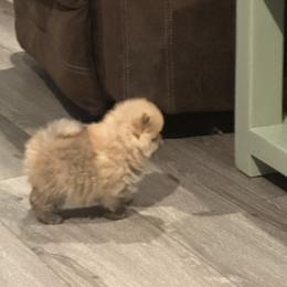 Pomeranian Puppies from Lori’s Precious Poms