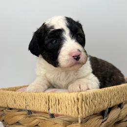Olive - Grizzle and white female Sheepadoodle puppy in Greeneville, Tennessee from Smokey Mountain Sheepadoodles