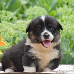 Hershey - Black and tan female Pembroke Welsh Corgi puppy in Lititz, Pennsylvania from GoldStar Corgis (License Number 18519)