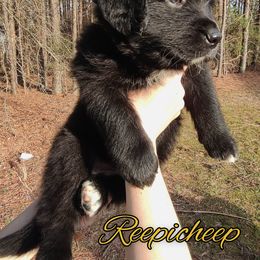 Australian Shepherd Puppies from Golden Aussies