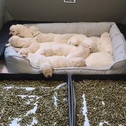 Golden Retriever Puppies from Southern Golden Retrievers