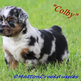 Miniature Australian Shepherd Puppies from Mutton Creek Aussies