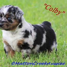 Miniature Australian Shepherd Puppies from Mutton Creek Aussies