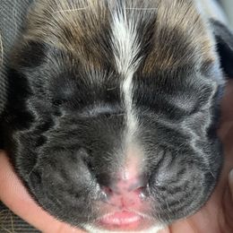 Boxer Puppies from Von Royal Dell'Infinite Bellissimo Deutscher