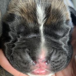 Boxer Puppies from Von Royal Dell'Infinite Bellissimo Deutscher