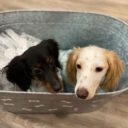 Dachshunds from Veronica's Dachshunds