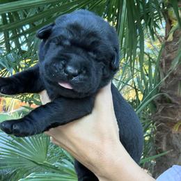 Louie - Black male Labrador Retriever puppy in Orangevale, California from NorCal Silver & Coal Labradors