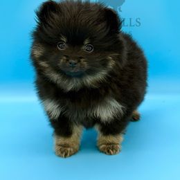 Mackie - Black and tan Pomeranian puppy in Redlands, California from Torrey Hills Poms