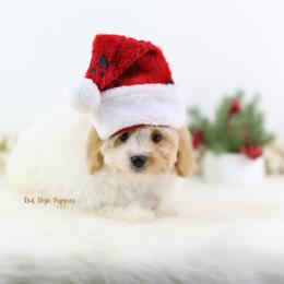 Cinnamon - Blenheim male Cavapoo puppy in Republic, Missouri from Red Skye Puppies
