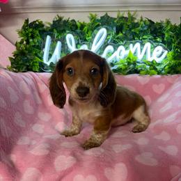 Tommy - Piebald male Dachshund puppy in Lake City, Florida from My Ditzy Doxies of Florida
