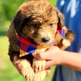 Jasper - Red tri-color male Aussiedoodle puppy in Eastman, Georgia from Dood B Ranch