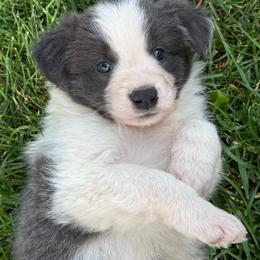 Everest - White and blue male Border Collie puppy in New Franklin, Ohio from Whipple Farms