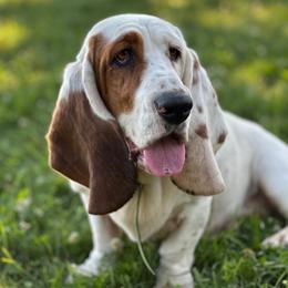 Snowflake - Basset Hound