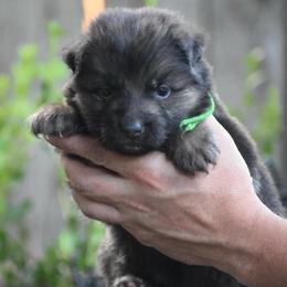 Black collar male - Black and red male German Shepherd puppy in Marianna, Florida from Haus M Godwin