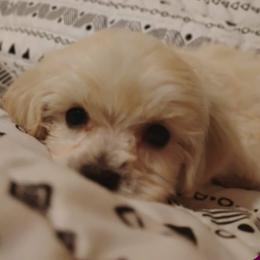 Vienna - Apricot male Maltipoo puppy in Salisbury, North Carolina from Carolina Canines