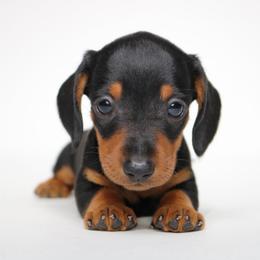 Black and Tan Male (No Mark) - Black and tan male Dachshund puppy in Red Bud, Illinois from Midwest Miniature Dachshunds