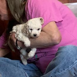 Lilly - Parti female Goldendoodle puppy in Haddam, Kansas from Golden B Acres