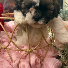 Shichons from Jessica Cupp