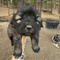 Aussiedoodle and Sarplaninac Puppies from Pesky Redneck Mini Ranch