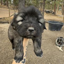 Aussiedoodle and Sarplaninac Puppies from Pesky Redneck Mini Ranch