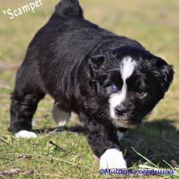 Miniature Australian Shepherd Puppies from Mutton Creek Aussies
