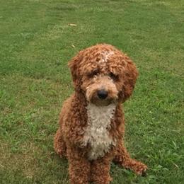 Tux - Goldendoodle
