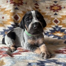 Harvey - Blue ticked and tan male Bluetick Coonhound puppy in Mount Pleasant, Texas from Harmons Hounds