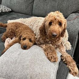 Goldendoodles from Daring to Dream Doodles