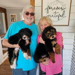 Orange collar - Tri-color male Bernedoodle puppy in Shelby, North Carolina from Forever Grateful Doodles
